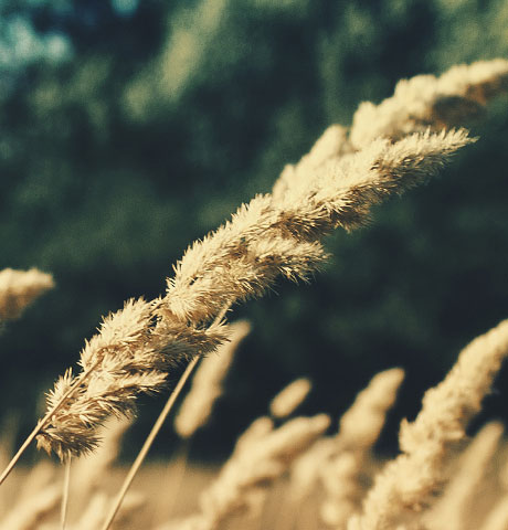 在线手机号轰炸机